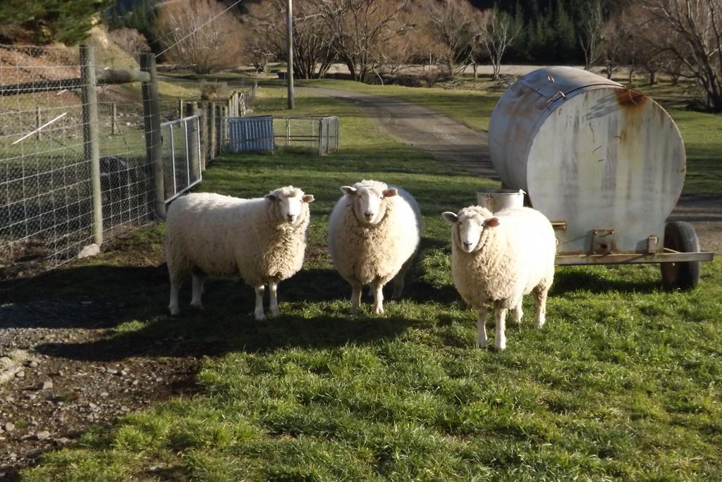 Karetu Downs Farm Stay Hawarden Exterior foto